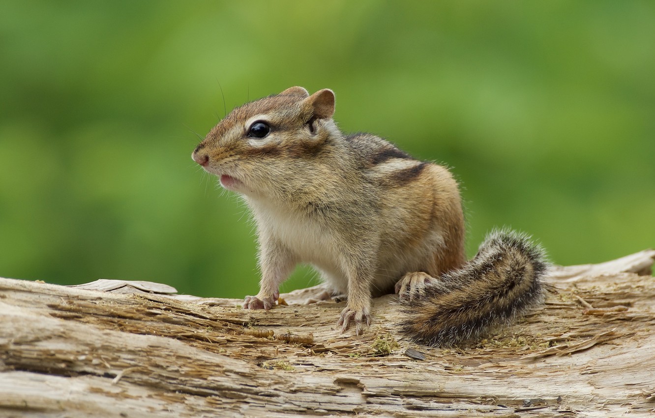Wallpaper baby, tail, Chipmunk image for desktop, section животные