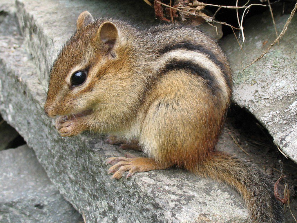 Things You Don't Know About Chipmunks