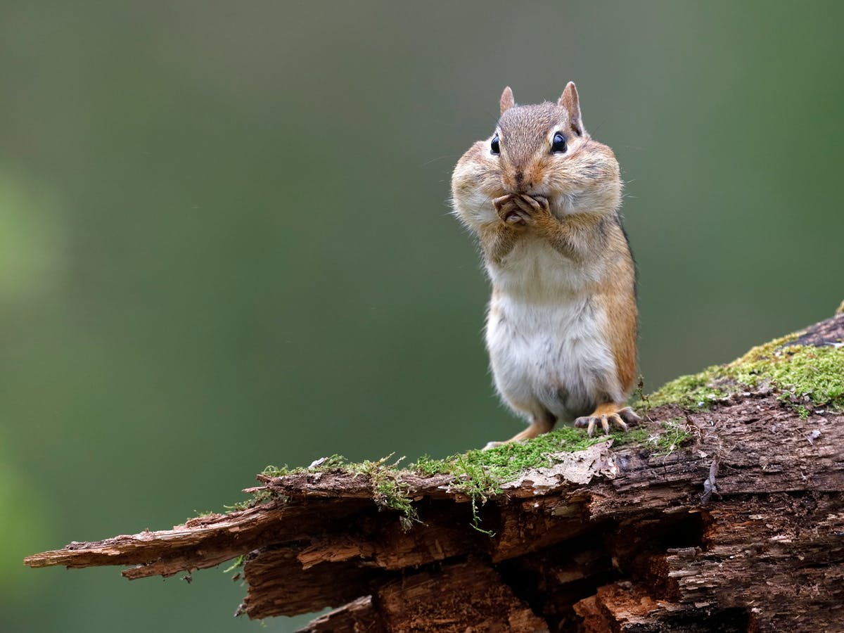 Why do chipmunks live on the ground but squirrels live in trees?