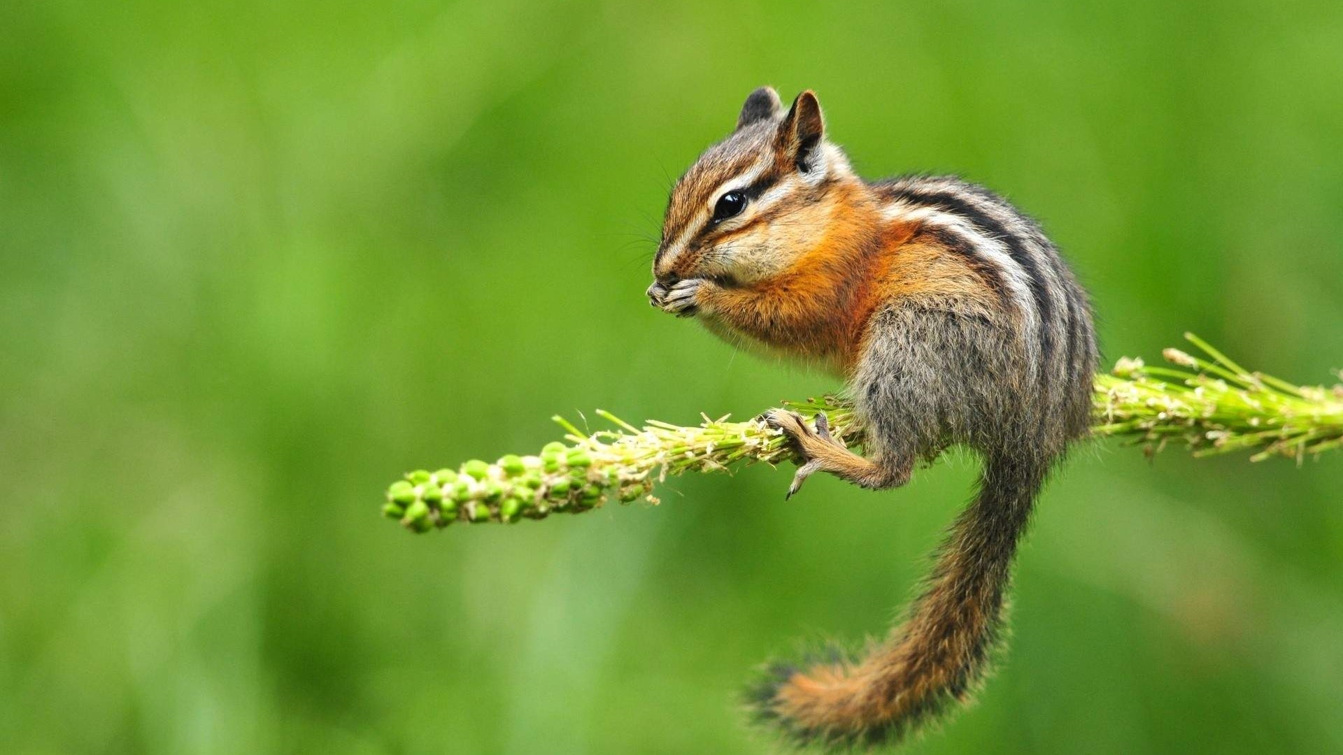 Full HD Baby Chipmunk Cute. Mocah HD Wallpaper