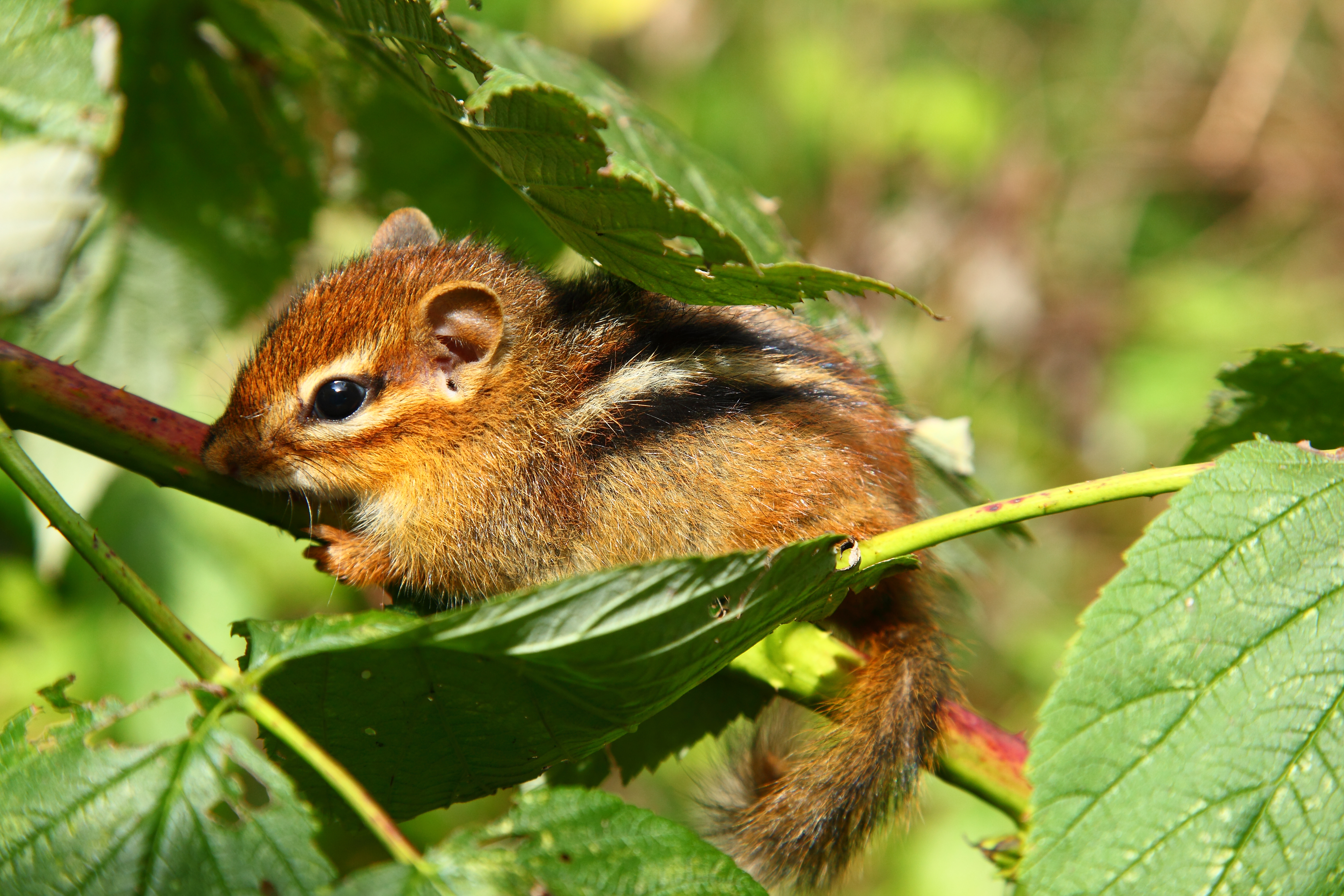 Baby Chipmunk Hanging Fall Feeding Berry Bush Branch