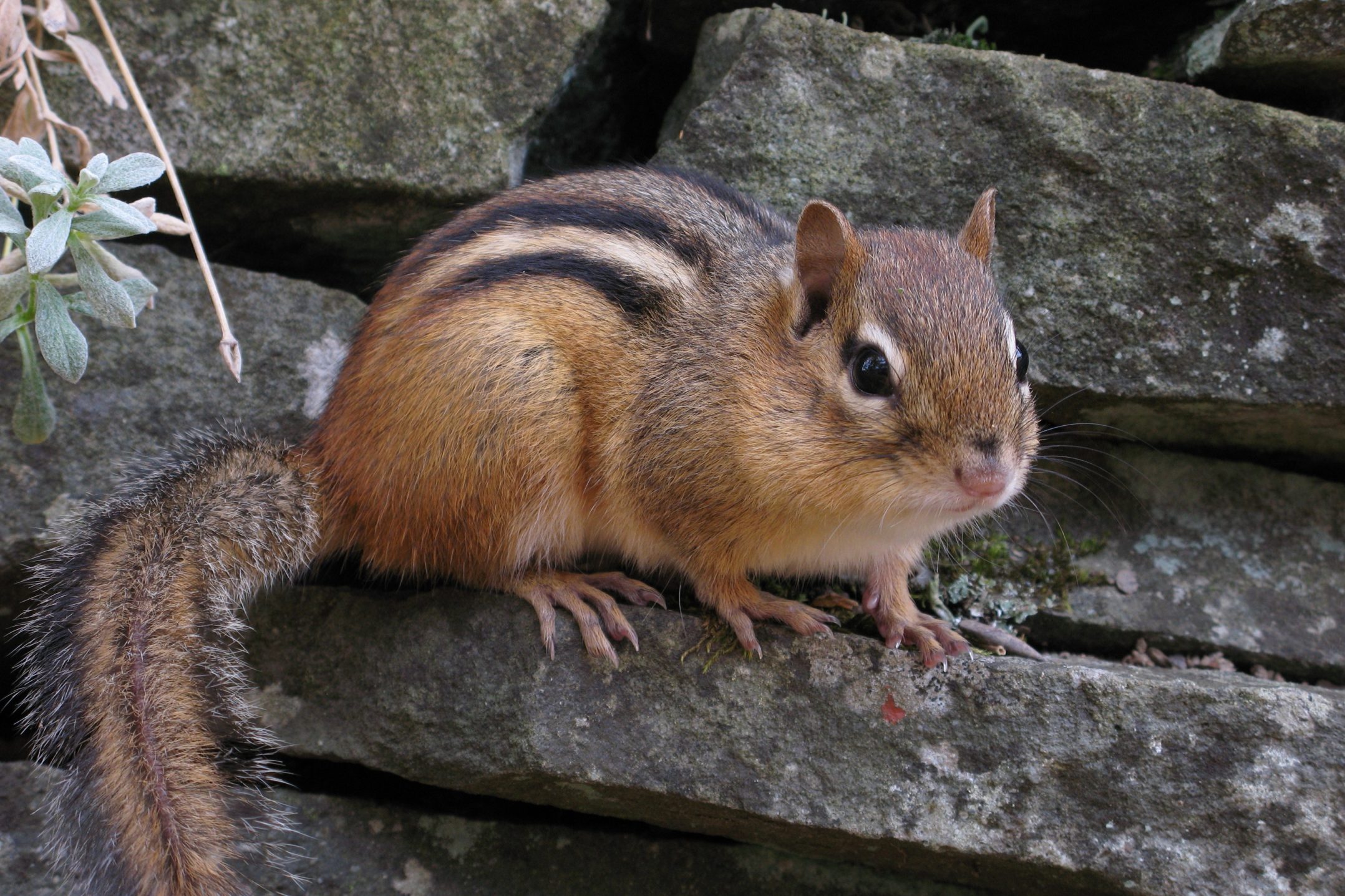 About chipmunks