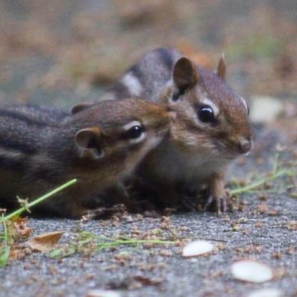 Baby Chipmunks Wallpaper for Android