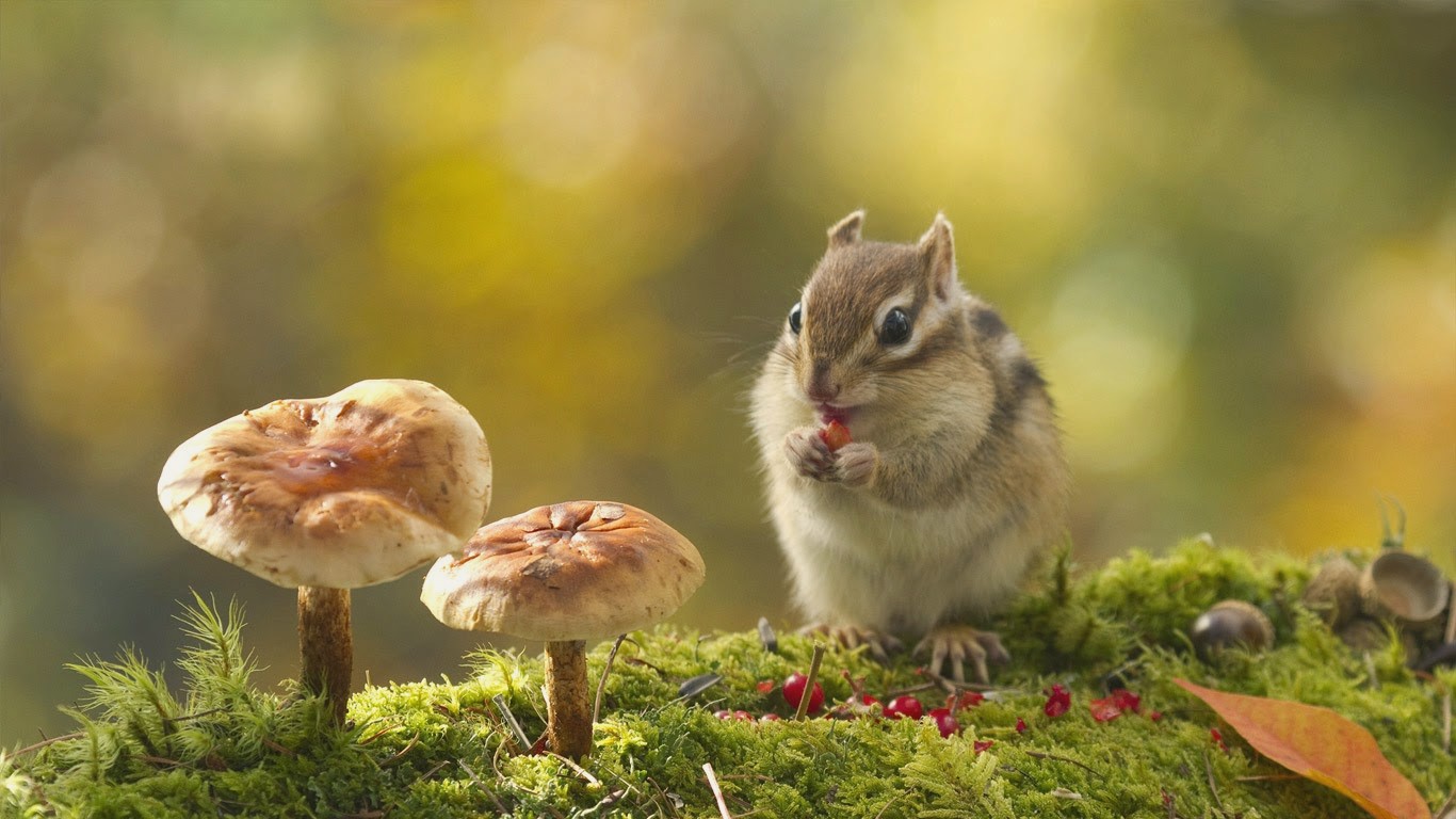 Cute HD Chipmunk Wallpaper