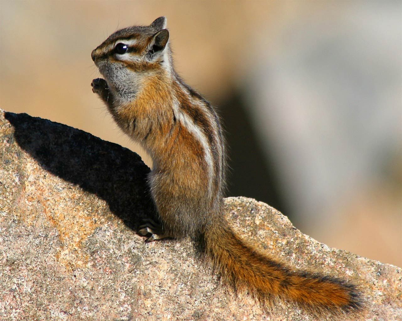 free Chipmunk wallpaper wallpaper download. Animals, Chipmunks, North american animals