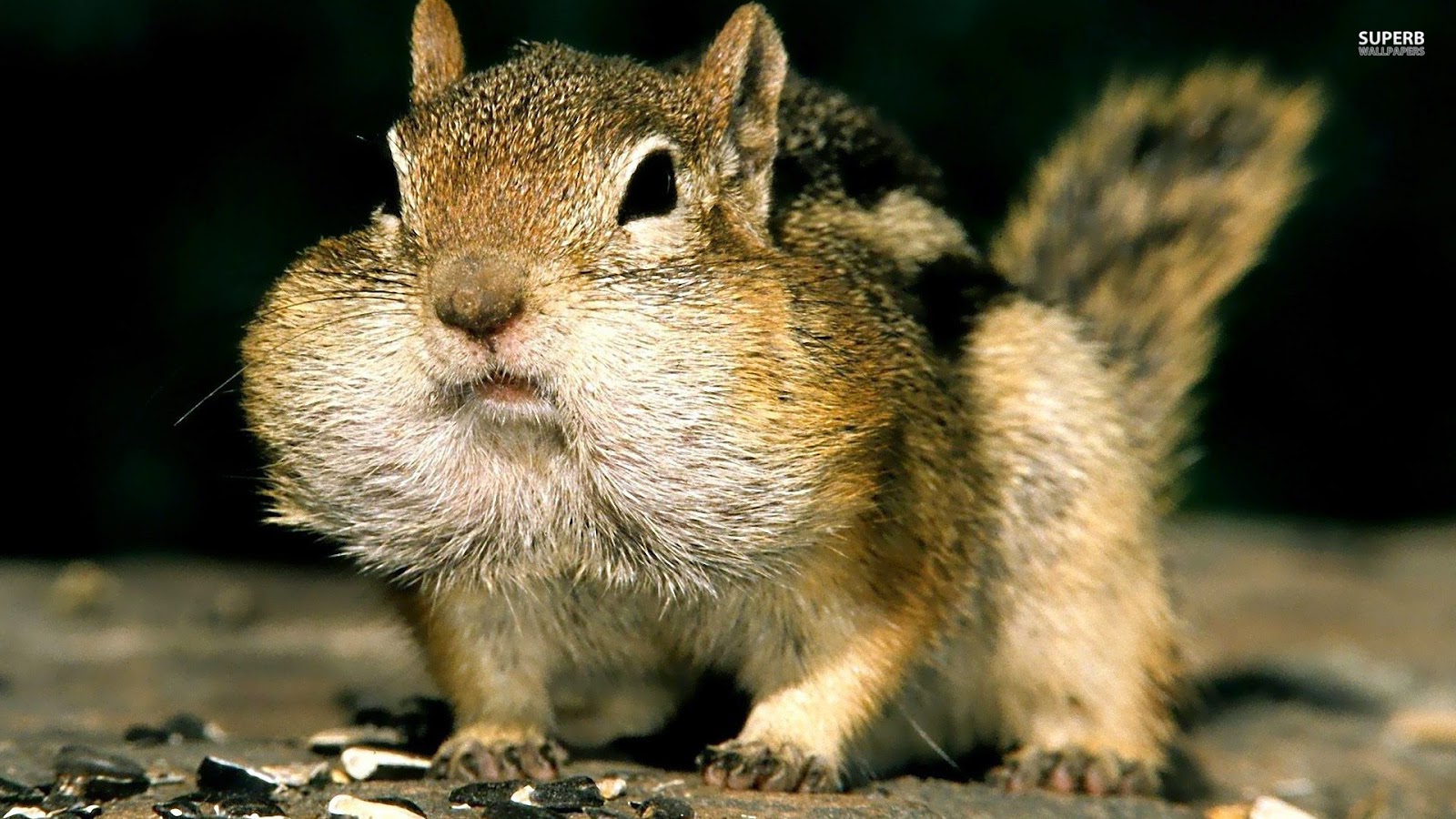 High Chipmunk HD Wallpaper