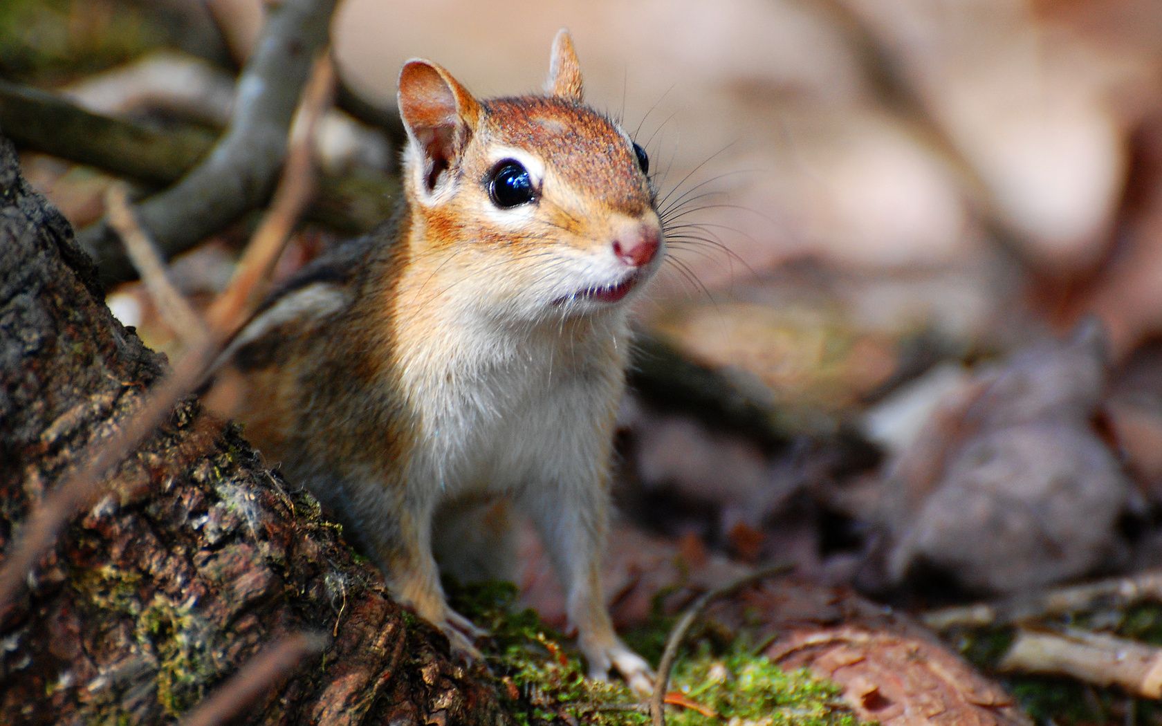 Suzanne Britton Nature Photography: Eastern Chipmunk. Eastern chipmunk, Animals, Baby chipmunk