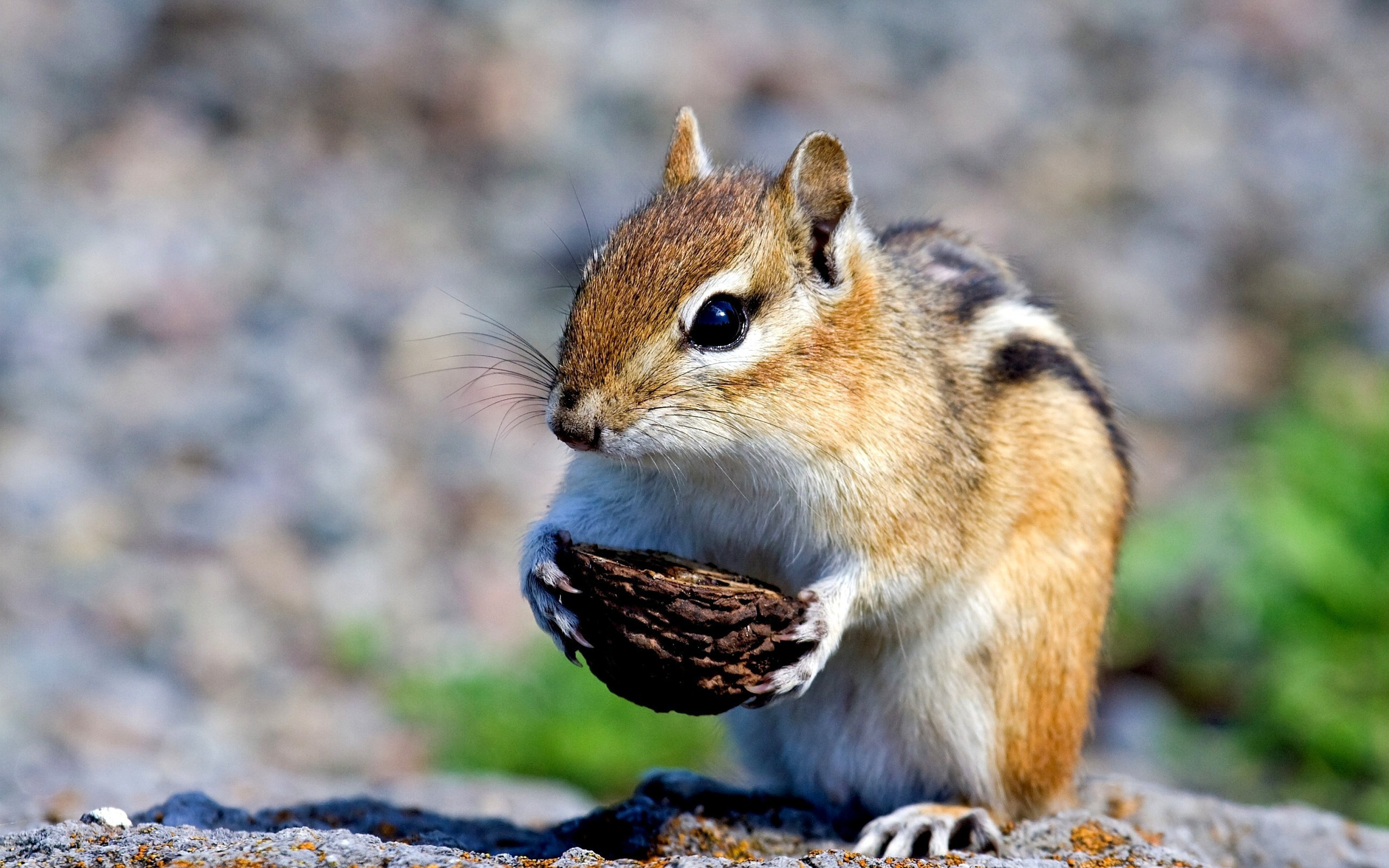 Chipmunk HD Wallpaper