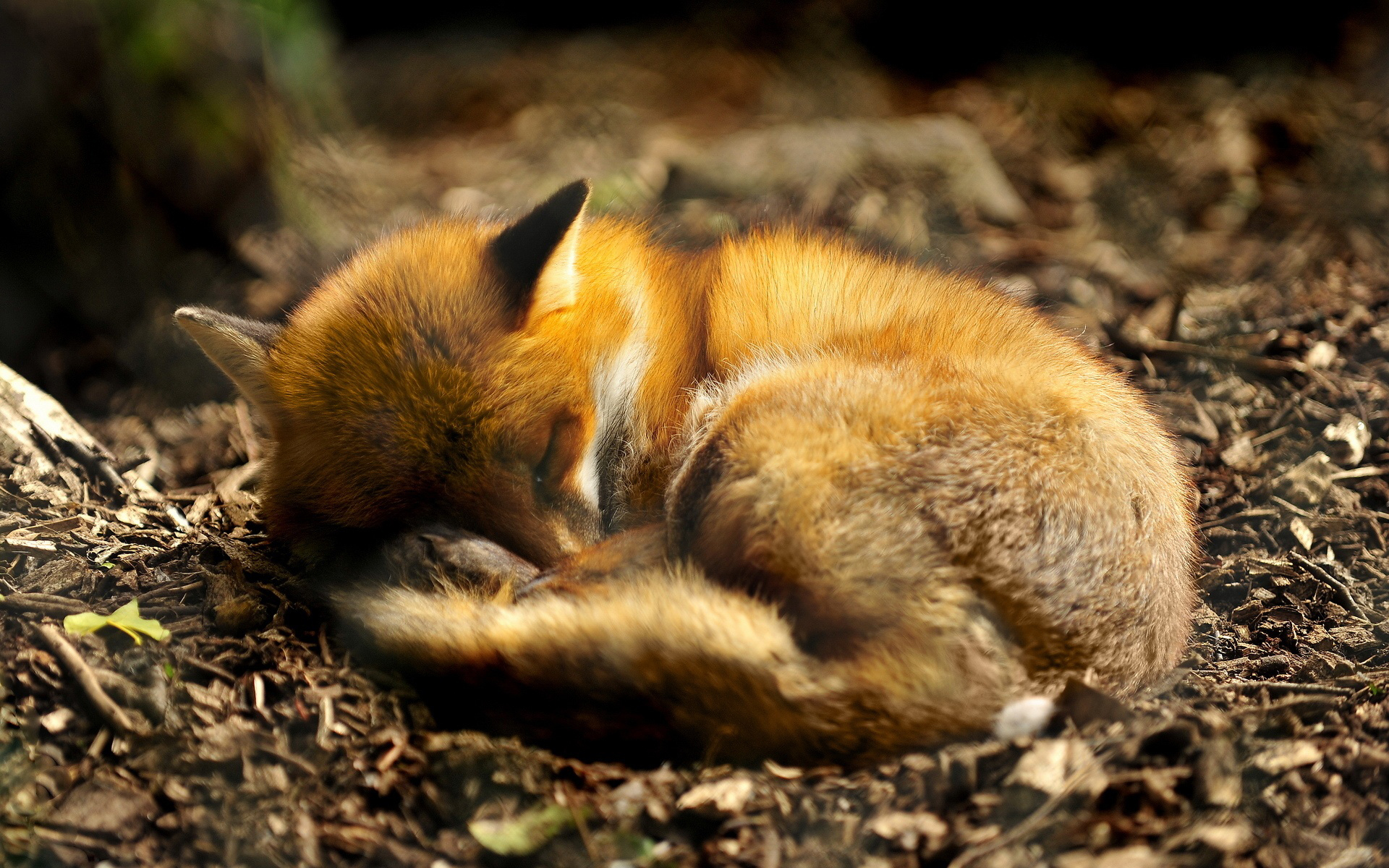 Sleeping fox wallpaperx1200