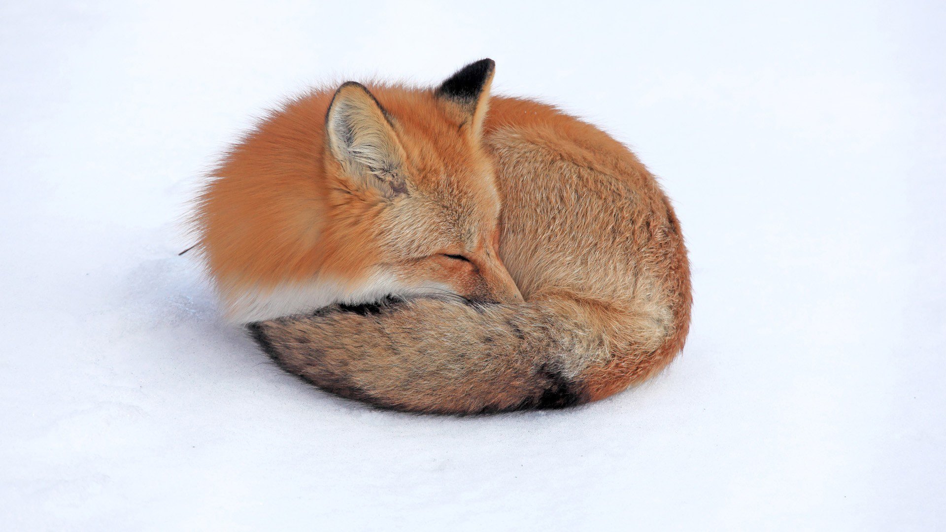 Red fox sleeping HD Wallpaper