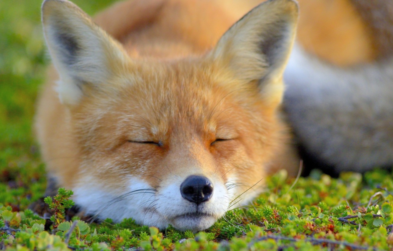 Wallpaper face, Fox, sleeping, Fox image for desktop, section животные
