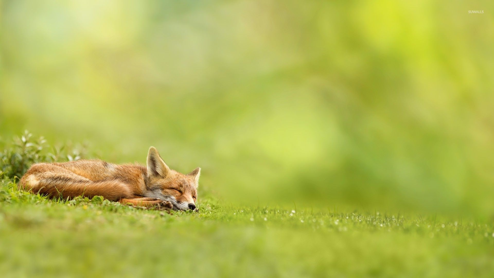 Adorable sleeping fox wallpaper wallpaper