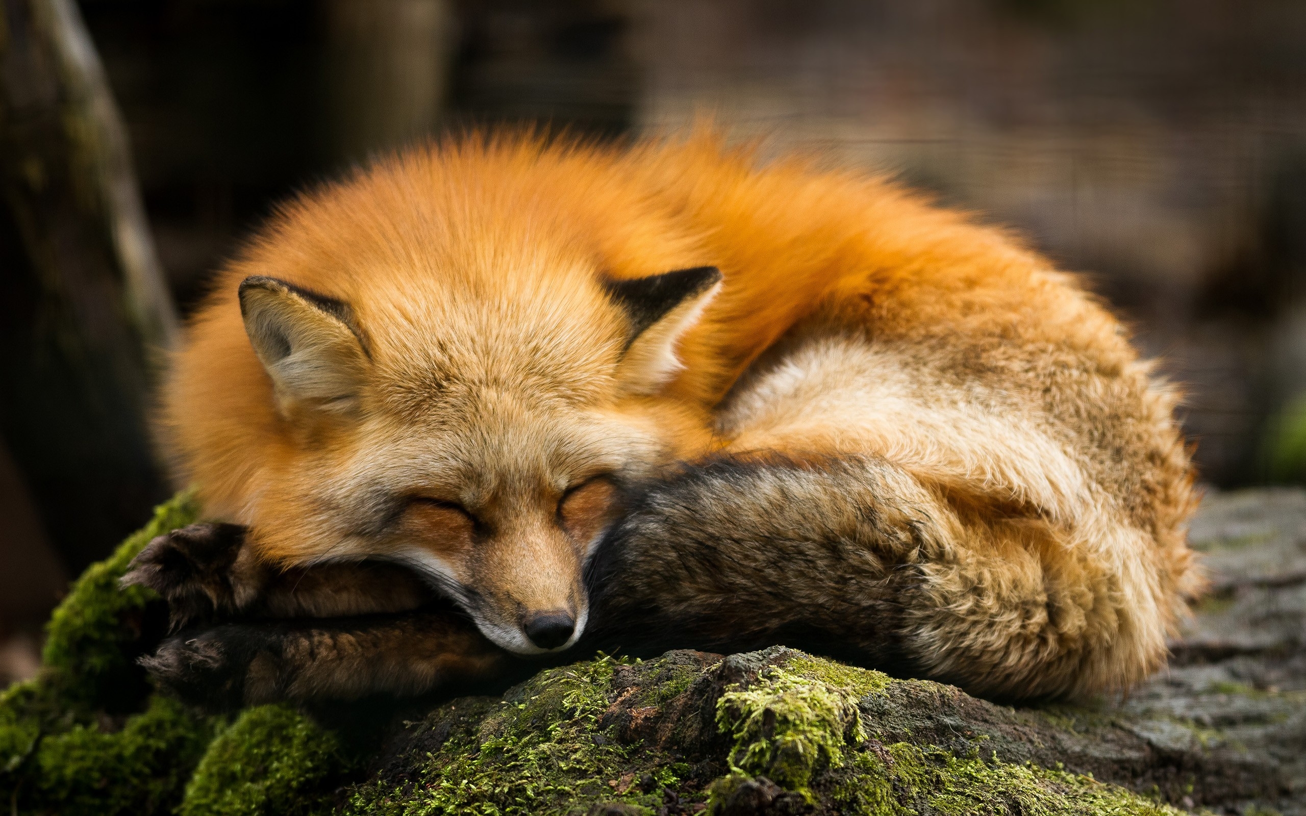 Download 2560x1600 Fox, Sleeping, Cute, Moss, Rock Wallpaper for MacBook Pro 13 inch