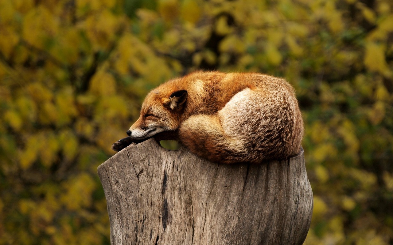 Fox Sleeping Resting