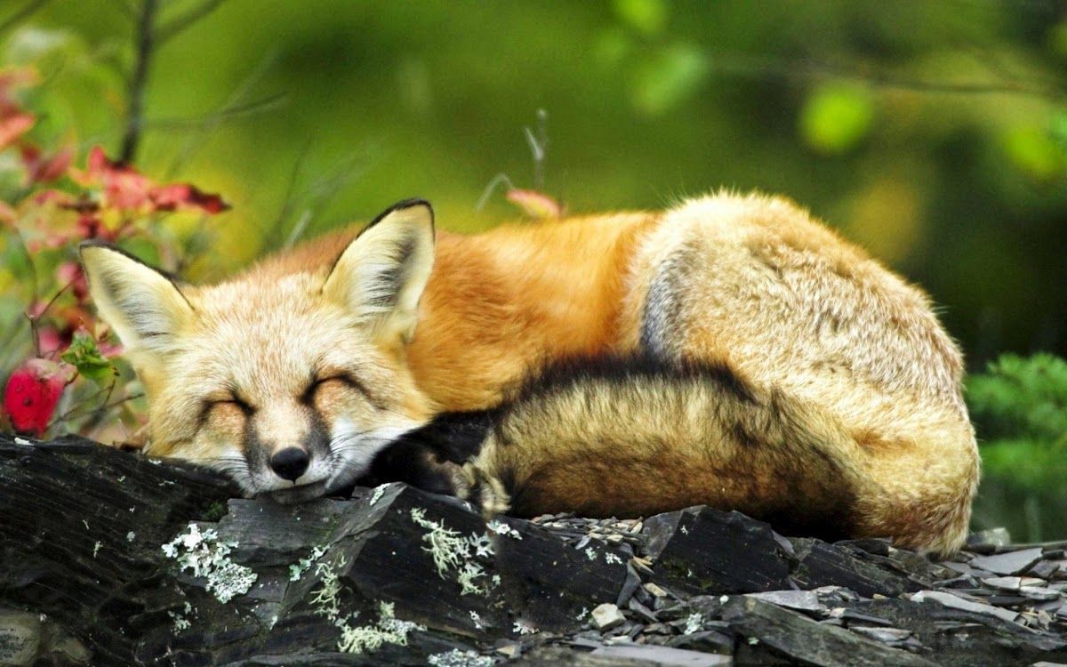 image Sleeping Fox. Sleeping Fox Widescreen HD Wallpaper. Fox picture, Fox, Pet fox