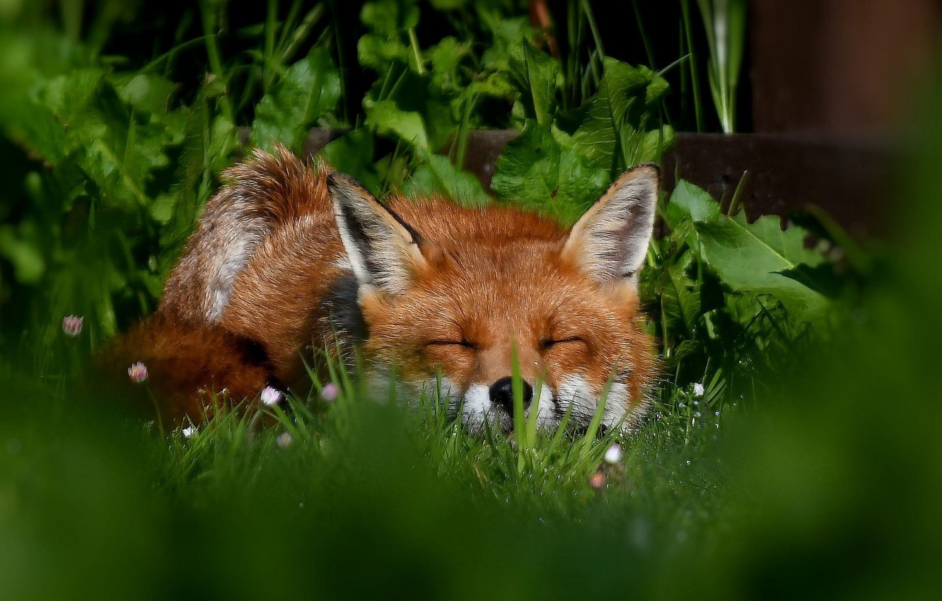 Wallpaper grass, face, sleep, Fox, red, sleeping image for desktop, section животные