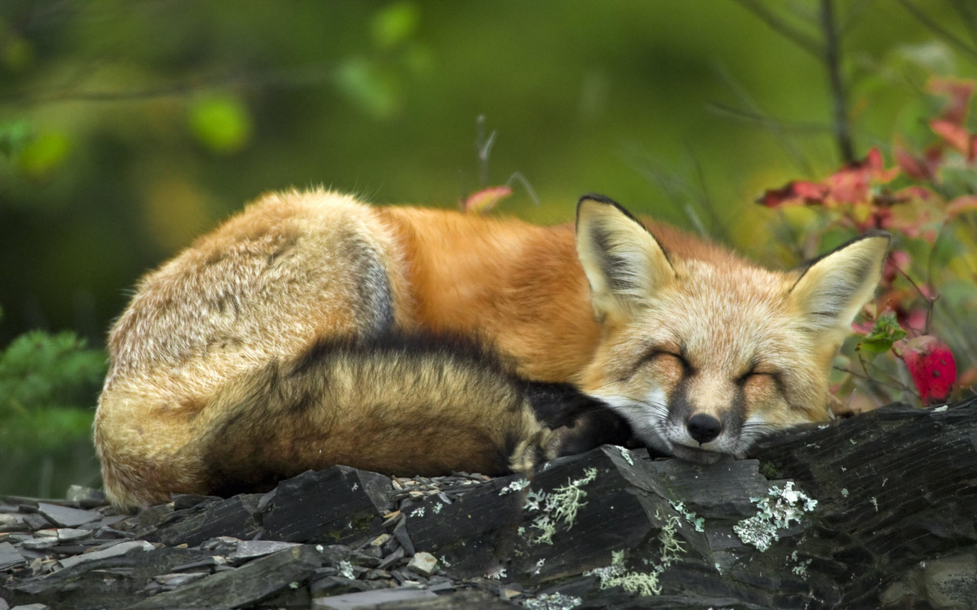 Wallpaper 4k Sleeping Red Fox Pure, Sleeping