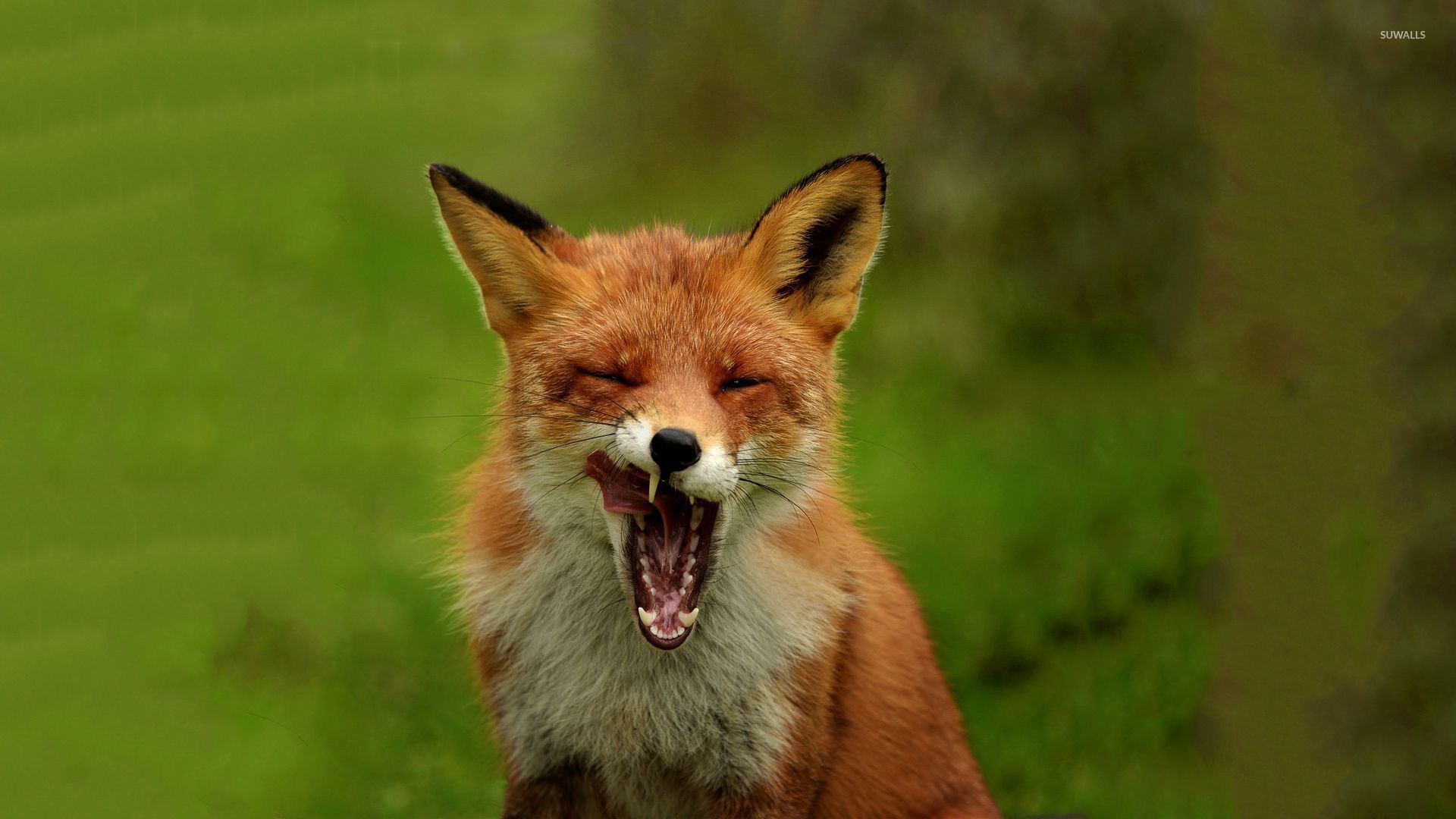 Sleeping Fox HD Wallpaper