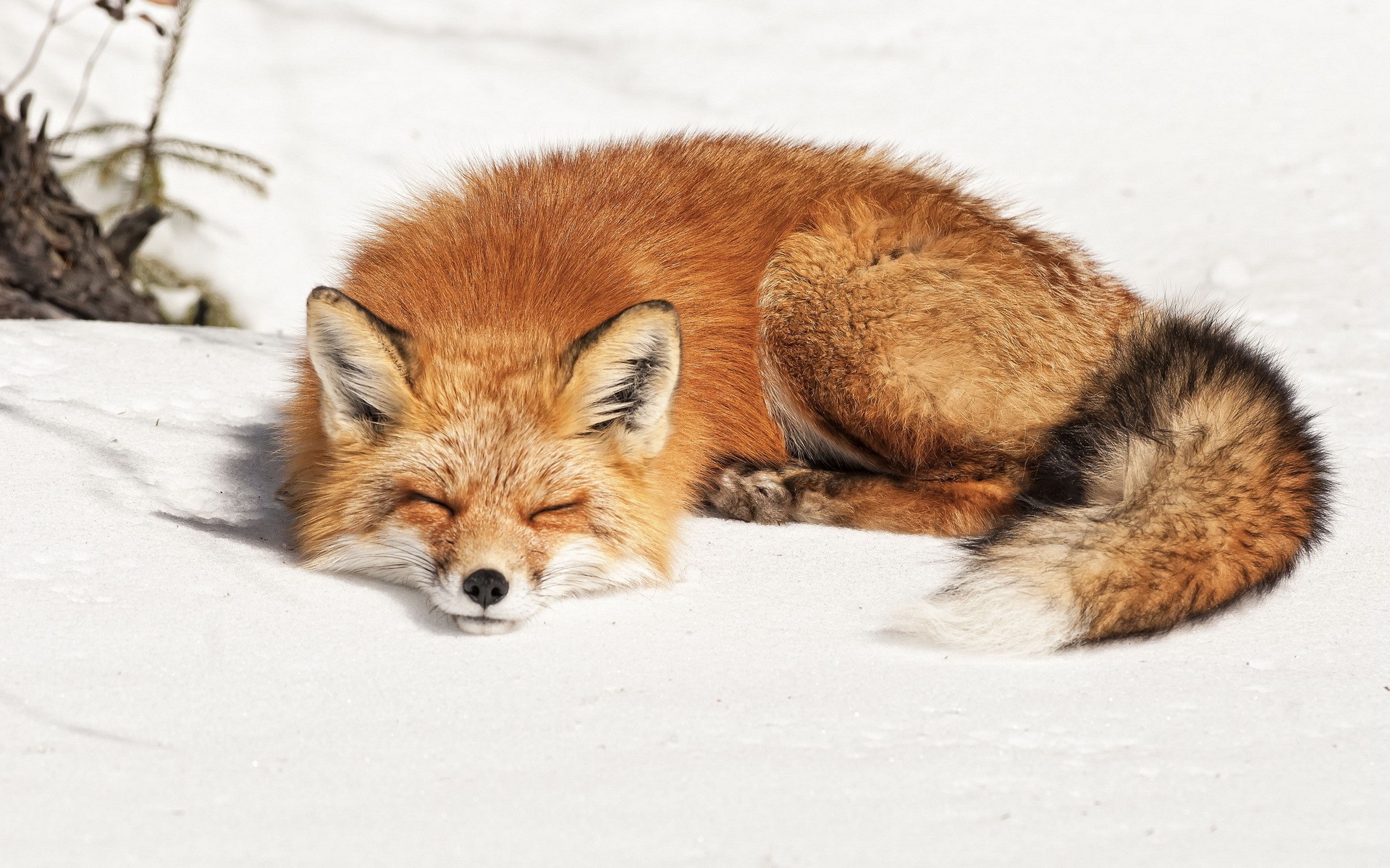 fox, Sleep Wallpaper HD / Desktop and Mobile Background
