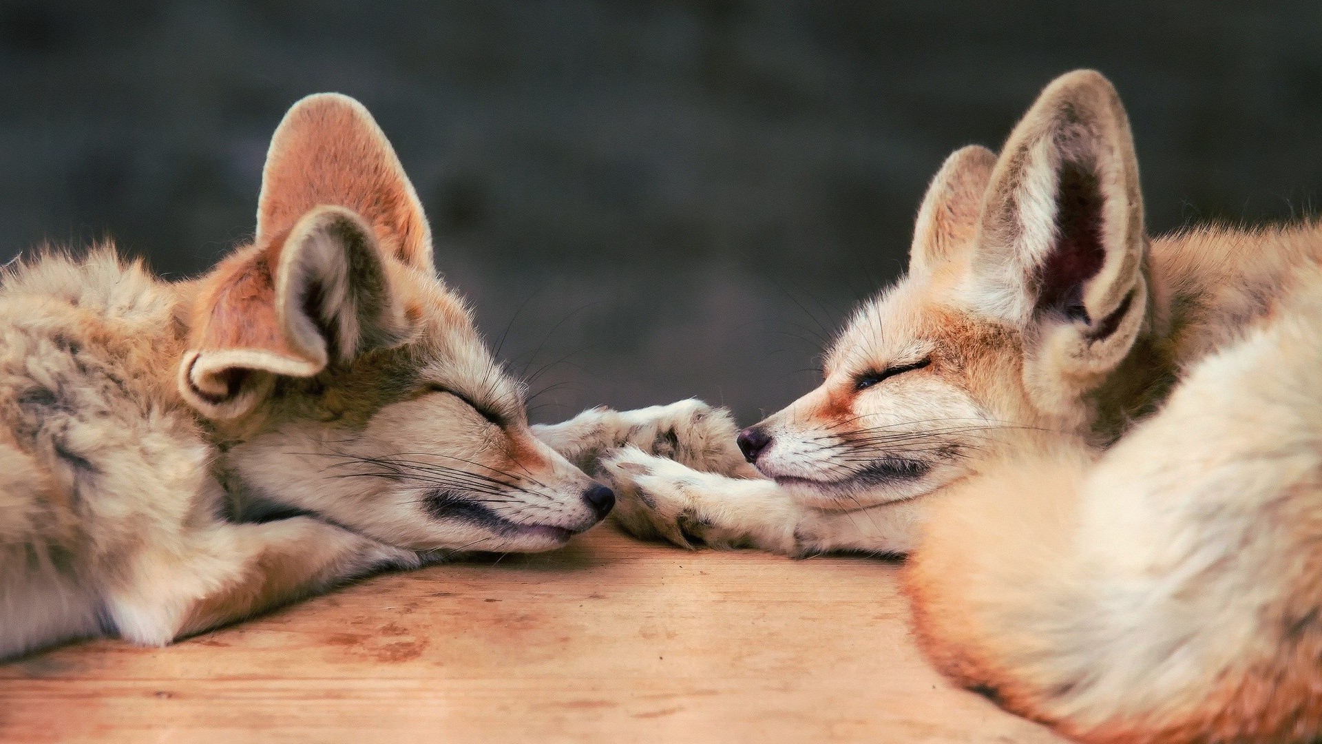Sleeping foxes