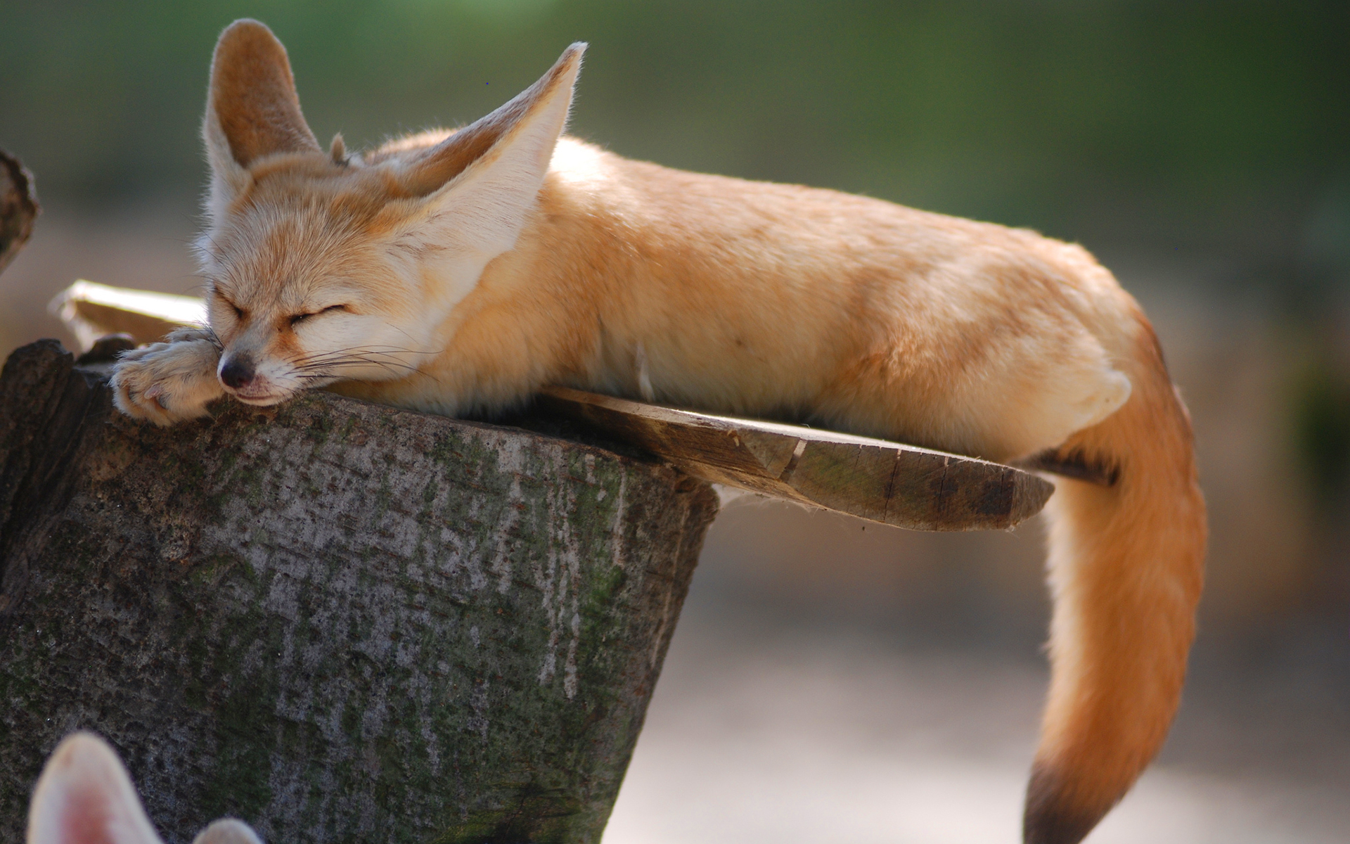 Fennec fox sleep
