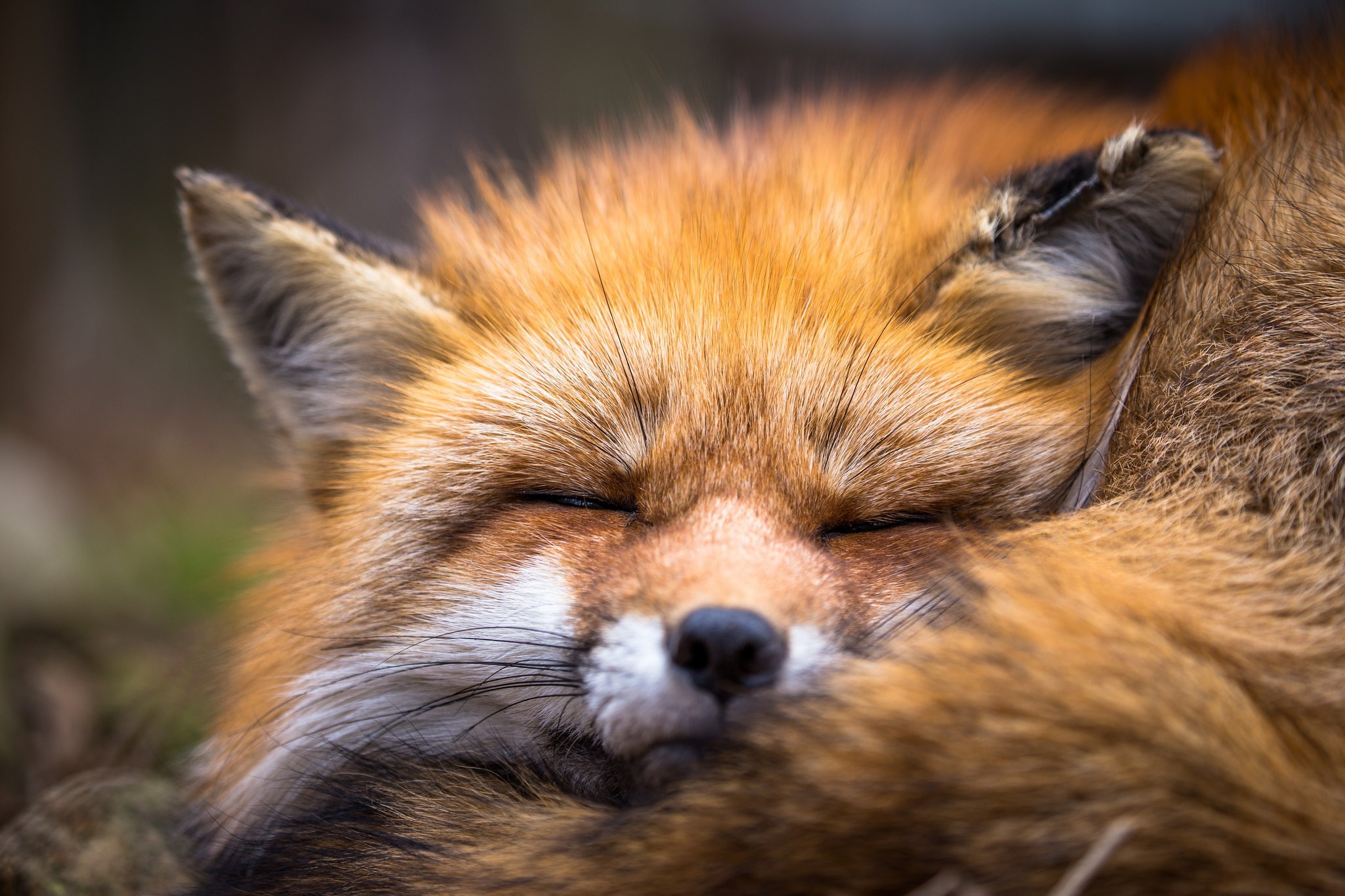 2048x1365 Sleeping, Wildlife, Fox wallpaper. Mocah HD Wallpaper