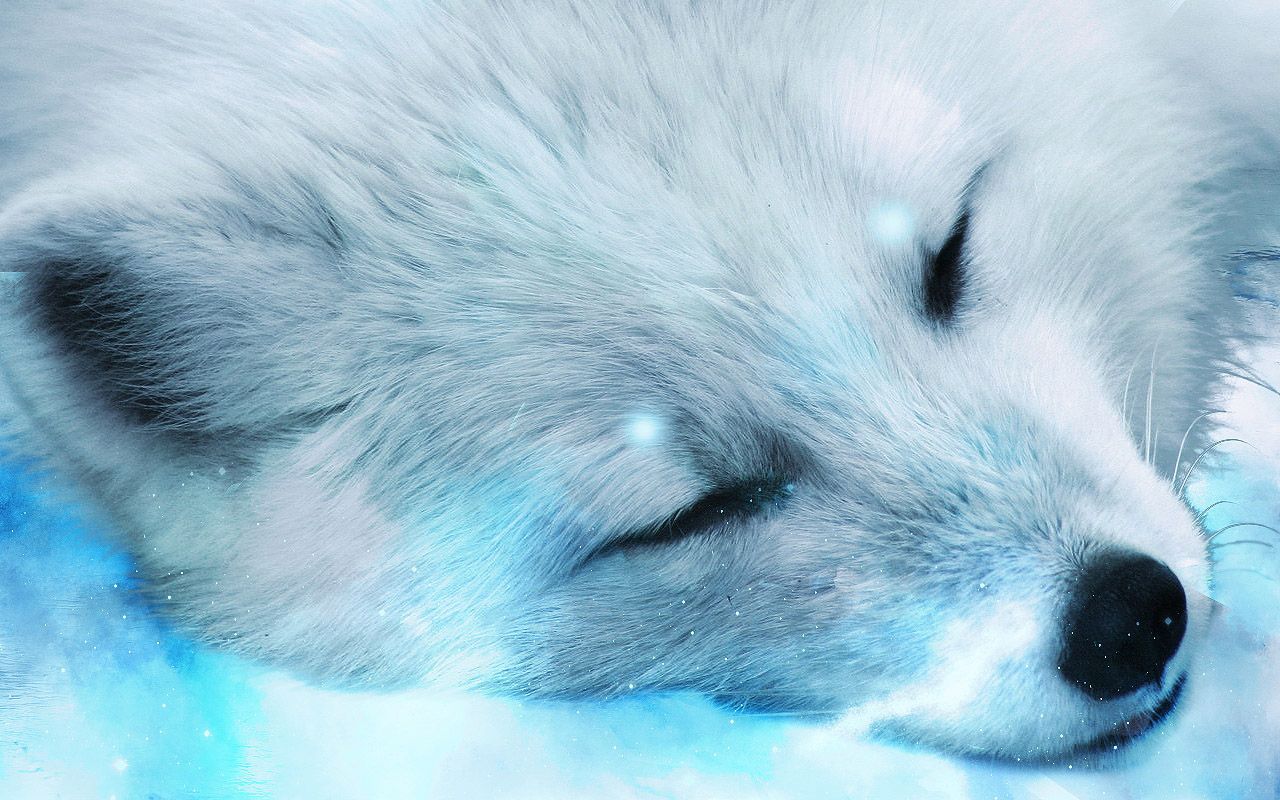 Snowy Fox Wallpaper