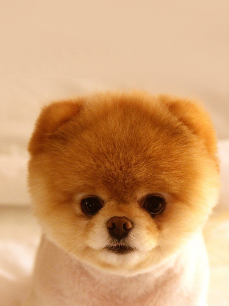 Free download 16898 cutest puppy wallpaper [1080x1920] for your Desktop, Mobile & Tablet. Explore Cute Puppy Picture For Wallpaper. Cute Puppy Wallpaper For Desktop, Cute Puppies and Dogs Wallpaper