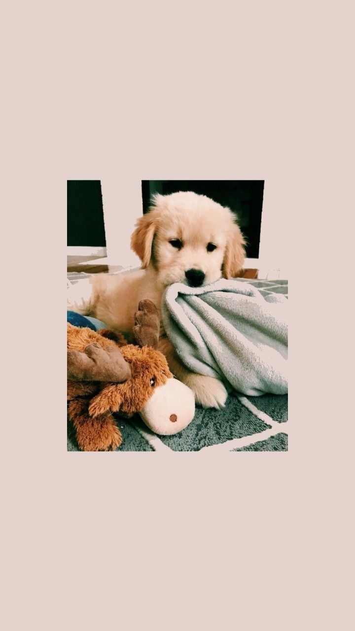 Cute Aesthetic Dog Wallpaper