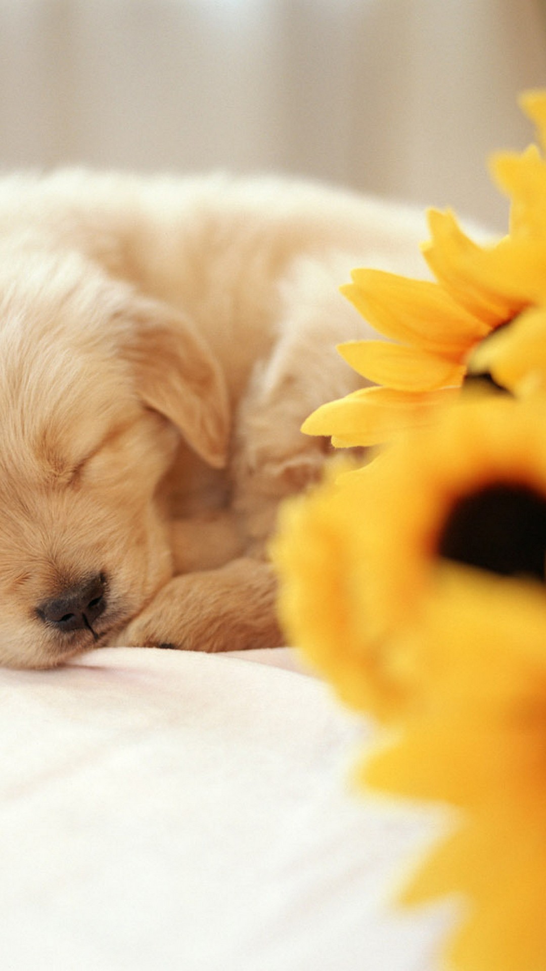 iPhone X Wallpaper Cute Puppies 3D iPhone Wallpaper