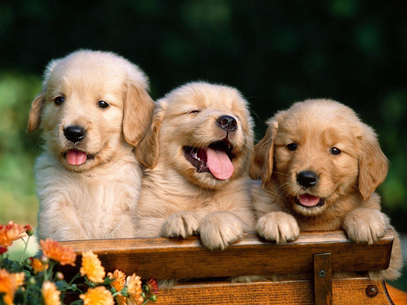Golden Retriever Puppies Wallpaper HD