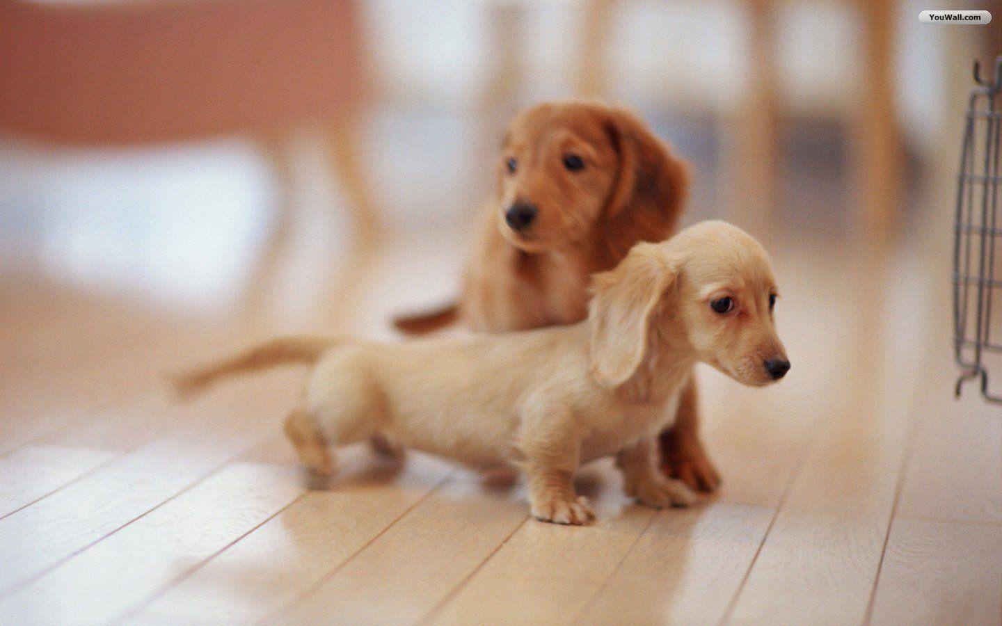 Puppies Wallpaper FREE Picture