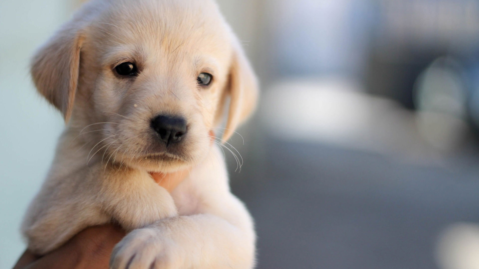 Cute puppy wallpaper, dog, pet, face, hand • Wallpaper For You HD Wallpaper For Desktop & Mobile