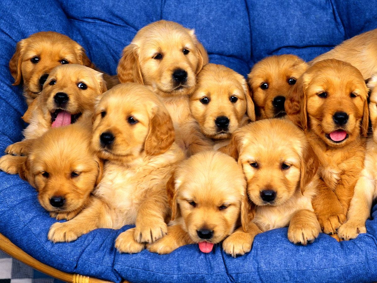 Cool wallpaper Dogs, Golden Retriever, Puppies. FREE Best background
