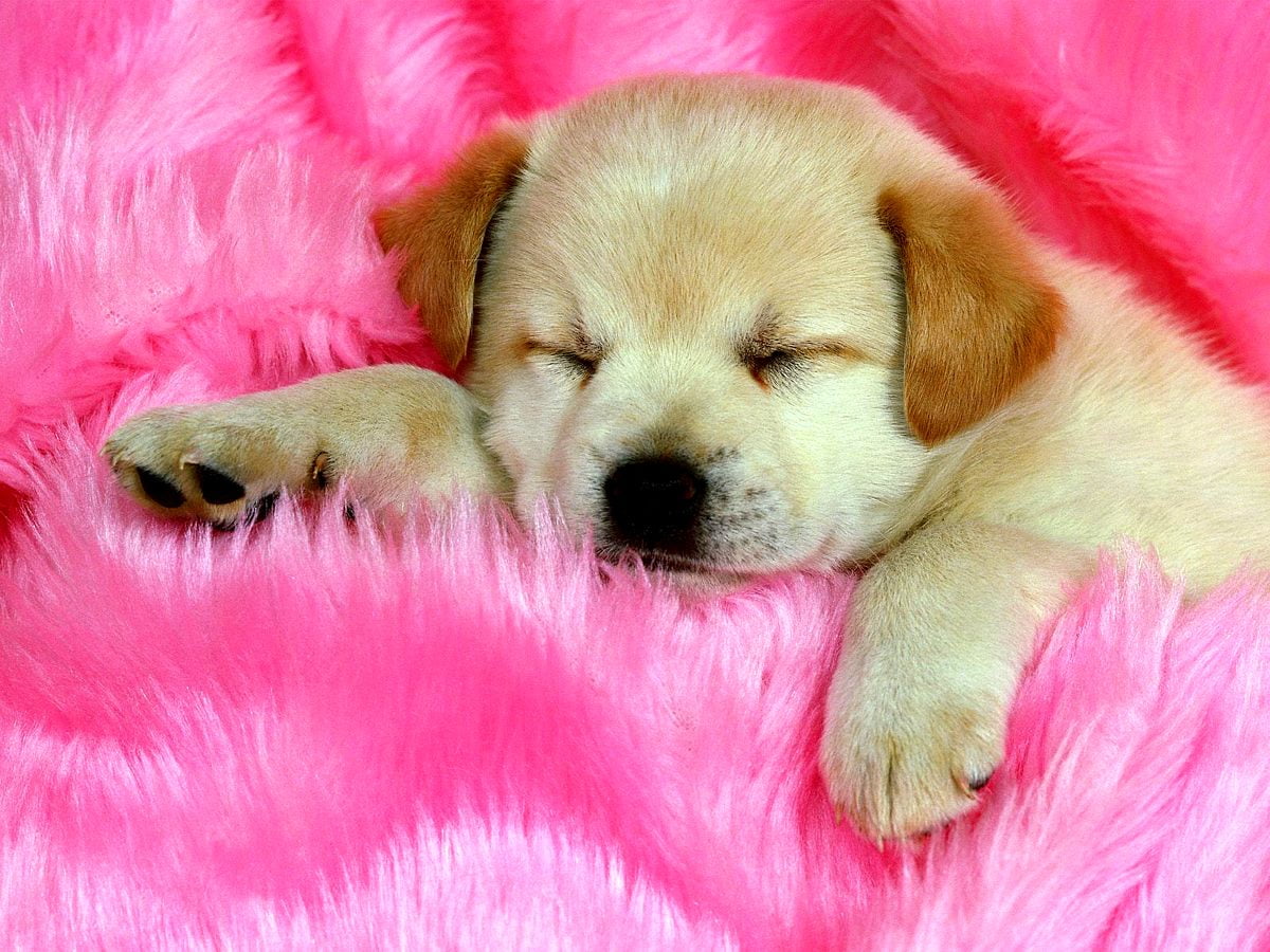 Aesthetic Puppies, Dogs, Basket image. Best Free pics