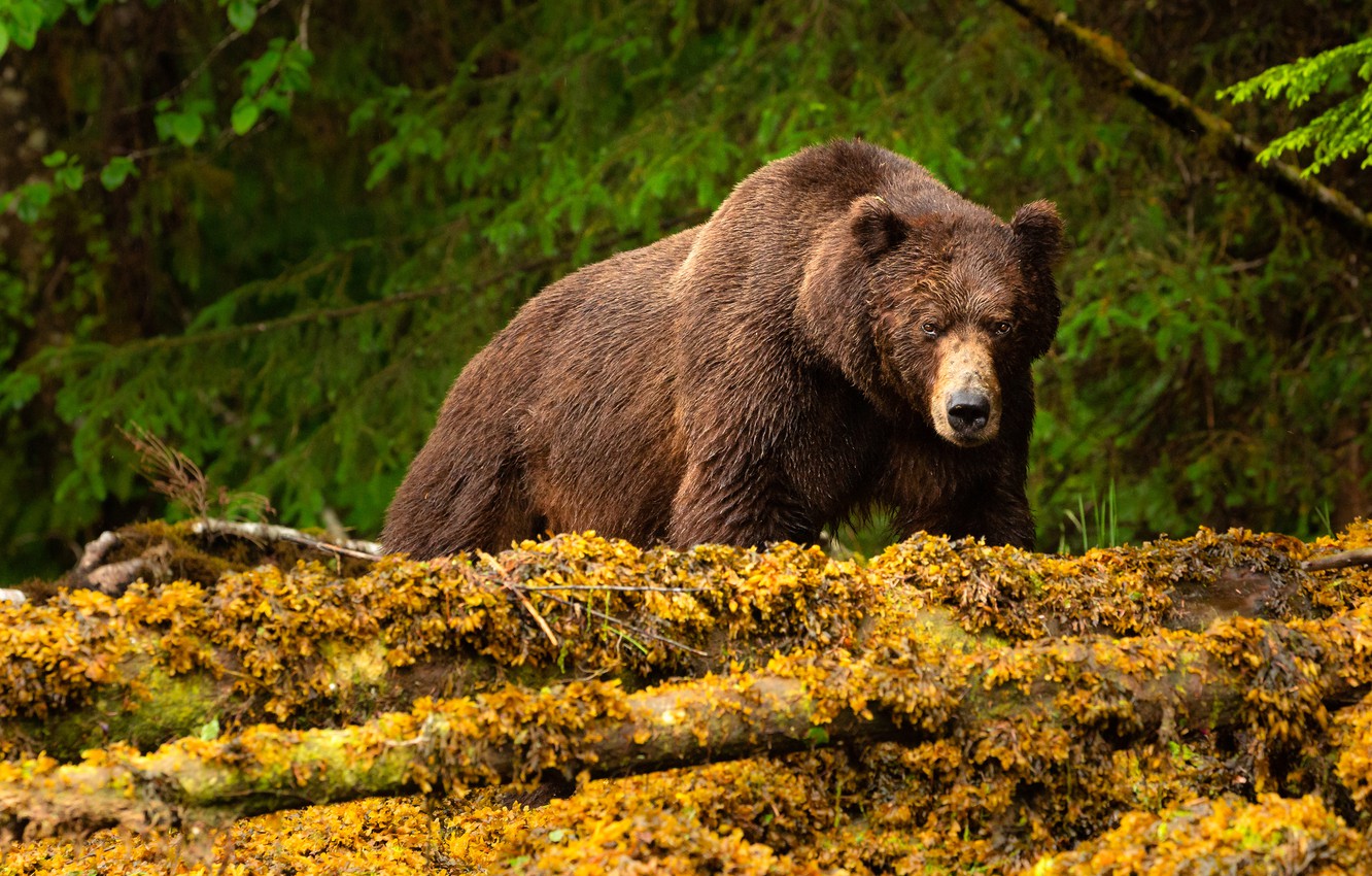 Bears Autumn Wallpapers - Wallpaper Cave