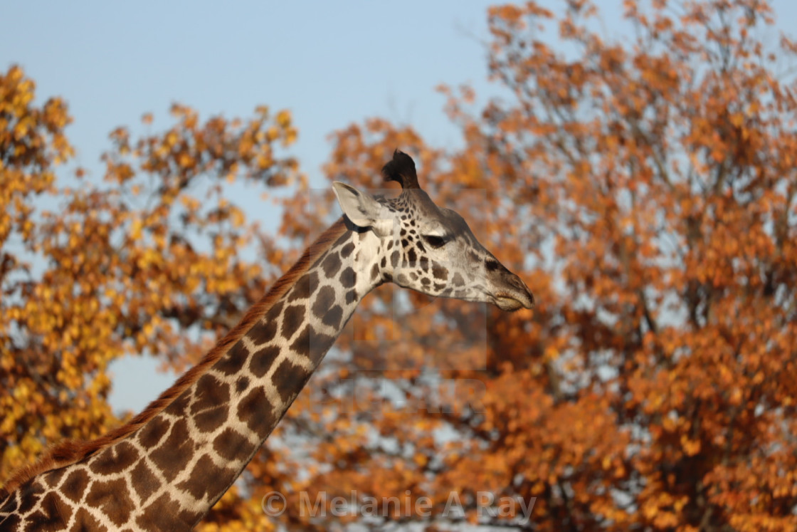 Autumn giraffe, download or print for £6.20