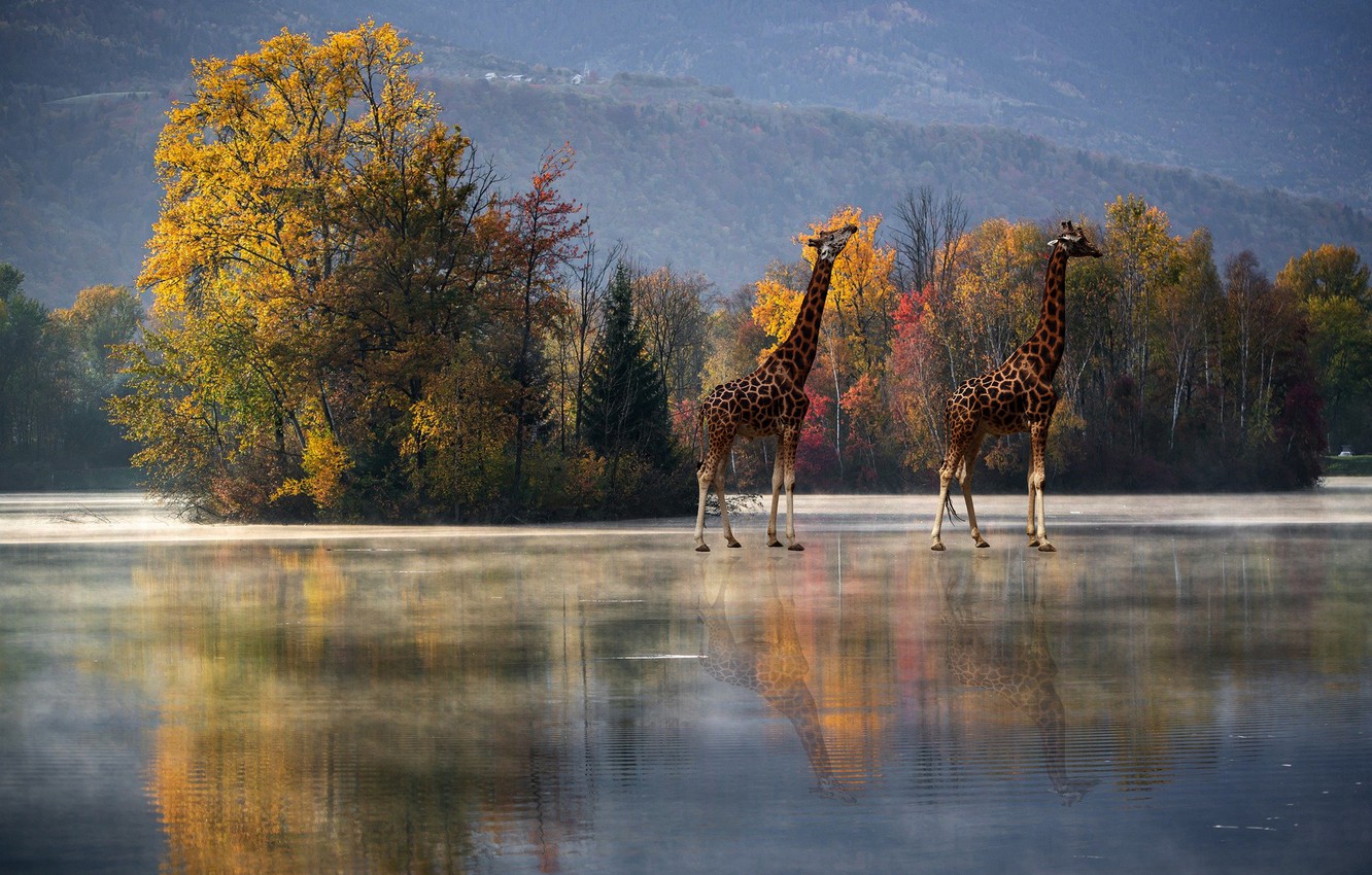 Wallpaper autumn, trees, reflection, rendering, giraffes, pond image for desktop, section рендеринг