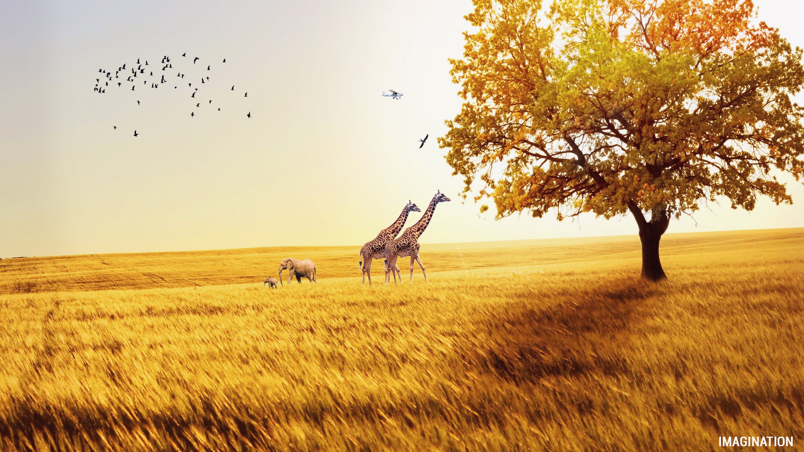 Free Image, landscape, tree, nature, bird, plant, field, prairie, morning, animal, wildlife, wild, autumn, season, savanna, plain, elephant, giraffe, fields, design, happy, grassland, african, safari, ecosystem, warmth, natural environment, grass family