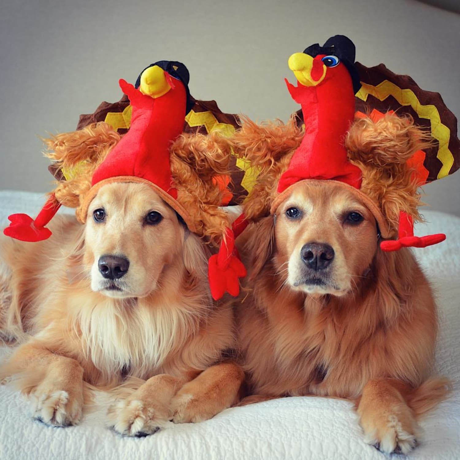 Dogs Whose Thanksgiving Posts Are Better Than Your Holiday Card