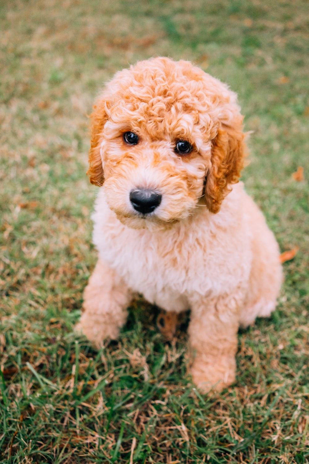 Goldendoodle Picture. Download Free Image