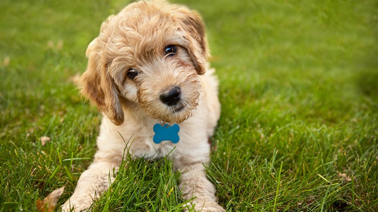 Goldendoodle Puppies: Picture And Facts