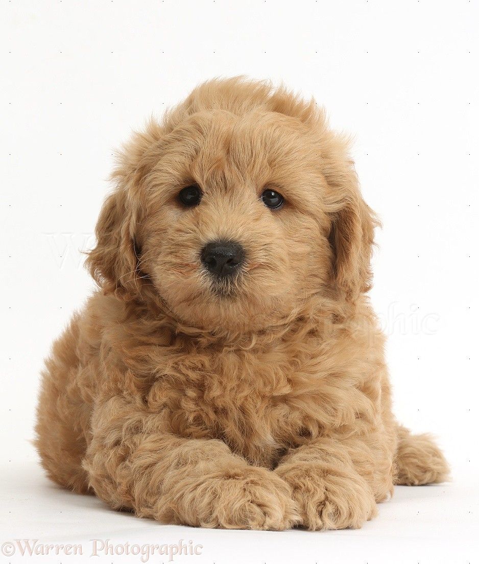 Dog: Cute F1b Goldendoodle puppy photo. Goldendoodle puppy, F1b goldendoodle, Mini goldendoodle puppies