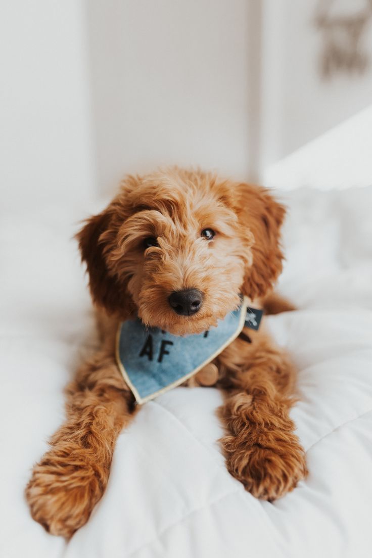 Fluffy puppies, apricot goldendoodle, goldendoodle picture, goldendoodle Puppies, bandana puppies, c. Goldendoodle puppy, Mini goldendoodle puppies, Cute animals