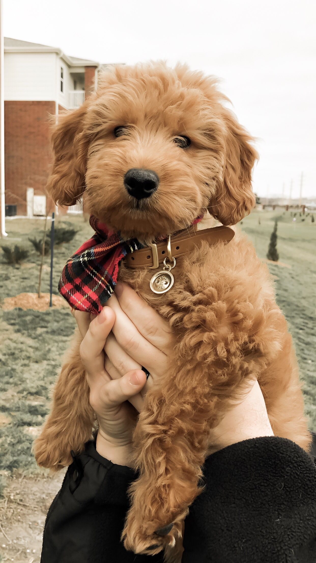 Goldendoodle Puppy. Goldendoodle puppy, Mini goldendoodle puppies, Cute dogs and puppies