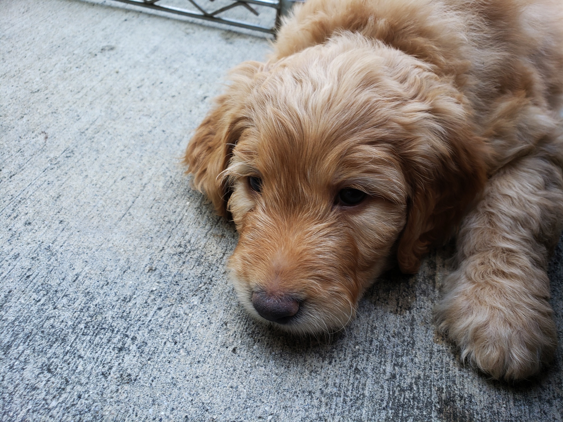 Golden Doodle Puppy Free Domain Picture