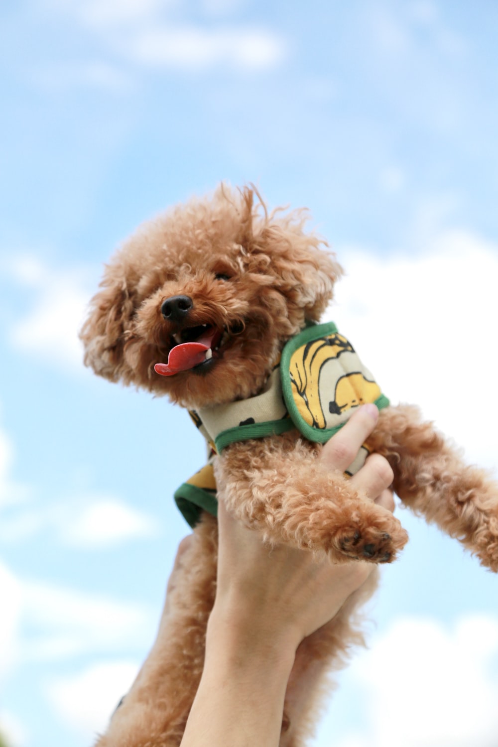 brown poodle puppy with green and white striped shirt photo