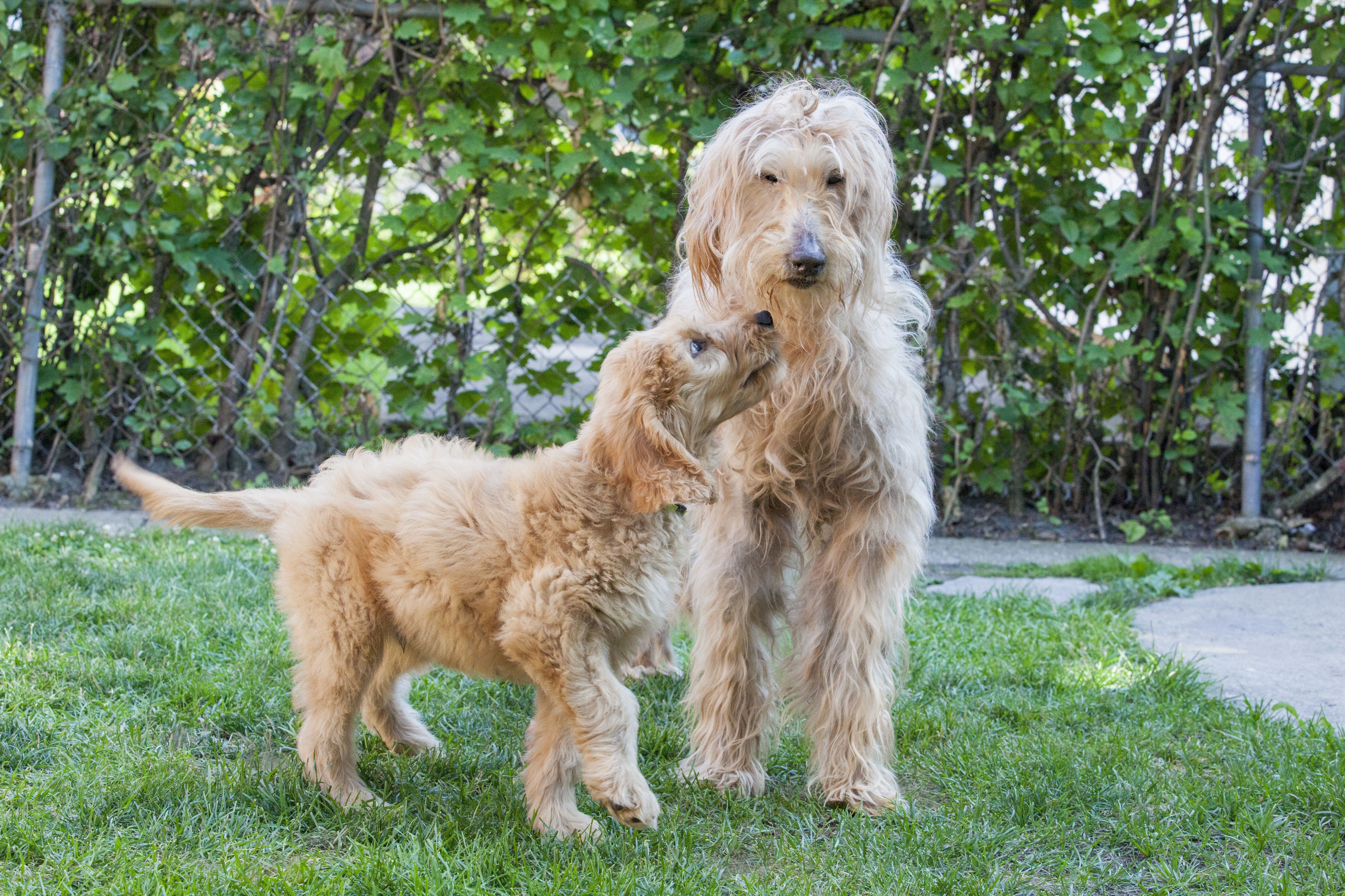 Goldendoodle Puppies: Picture And Facts