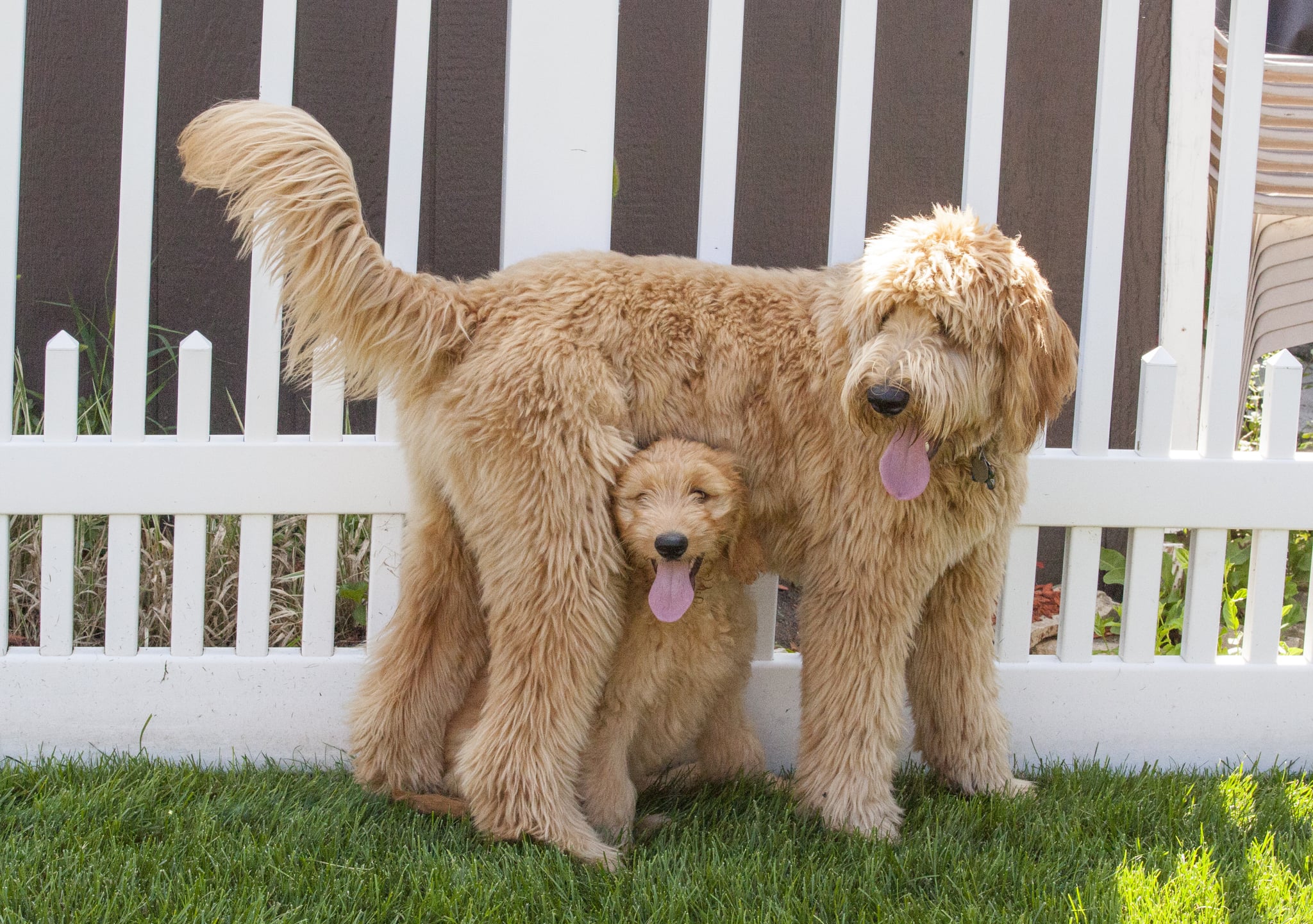 Cute Picture of Goldendoodles