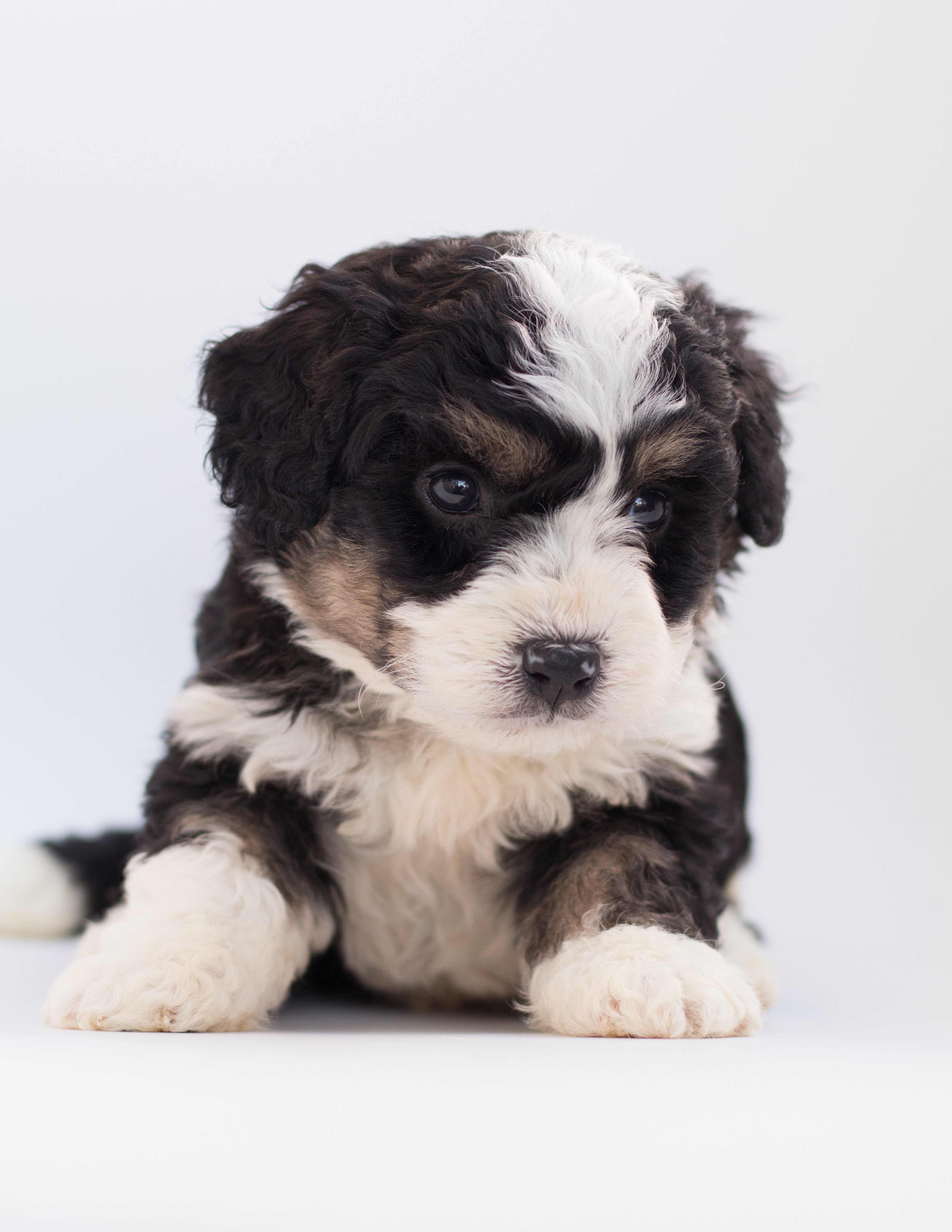 Black and White Poodle Puppy · Free